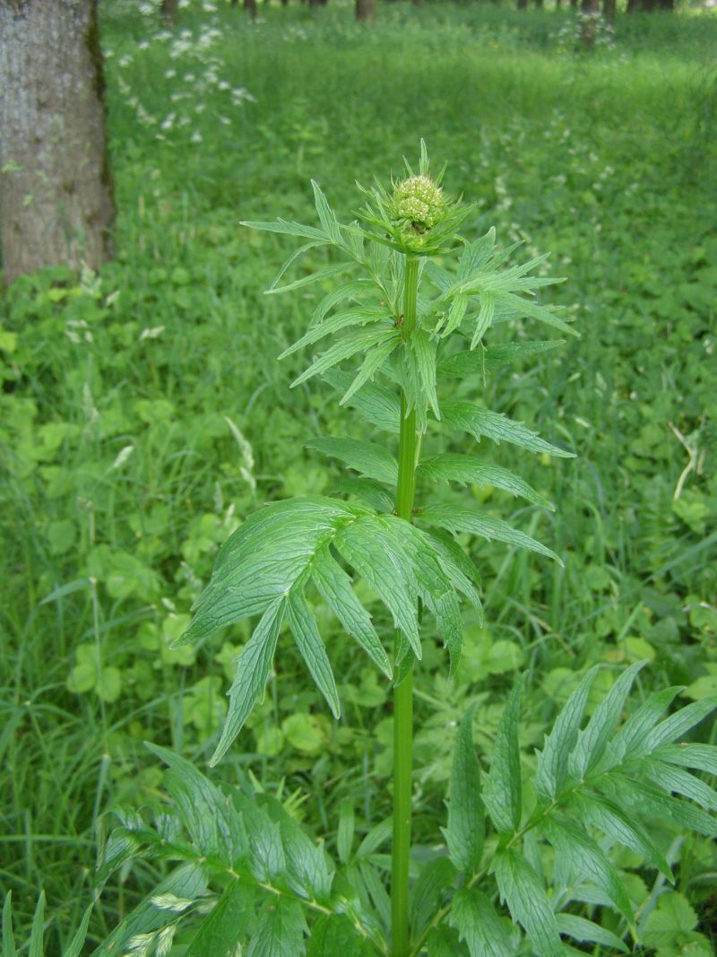 Изображение особи Valeriana officinalis.