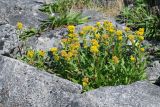 Solidago compacta. Цветущие растения. Чукотка, побережье бухты Провидения. 06.08.2014.