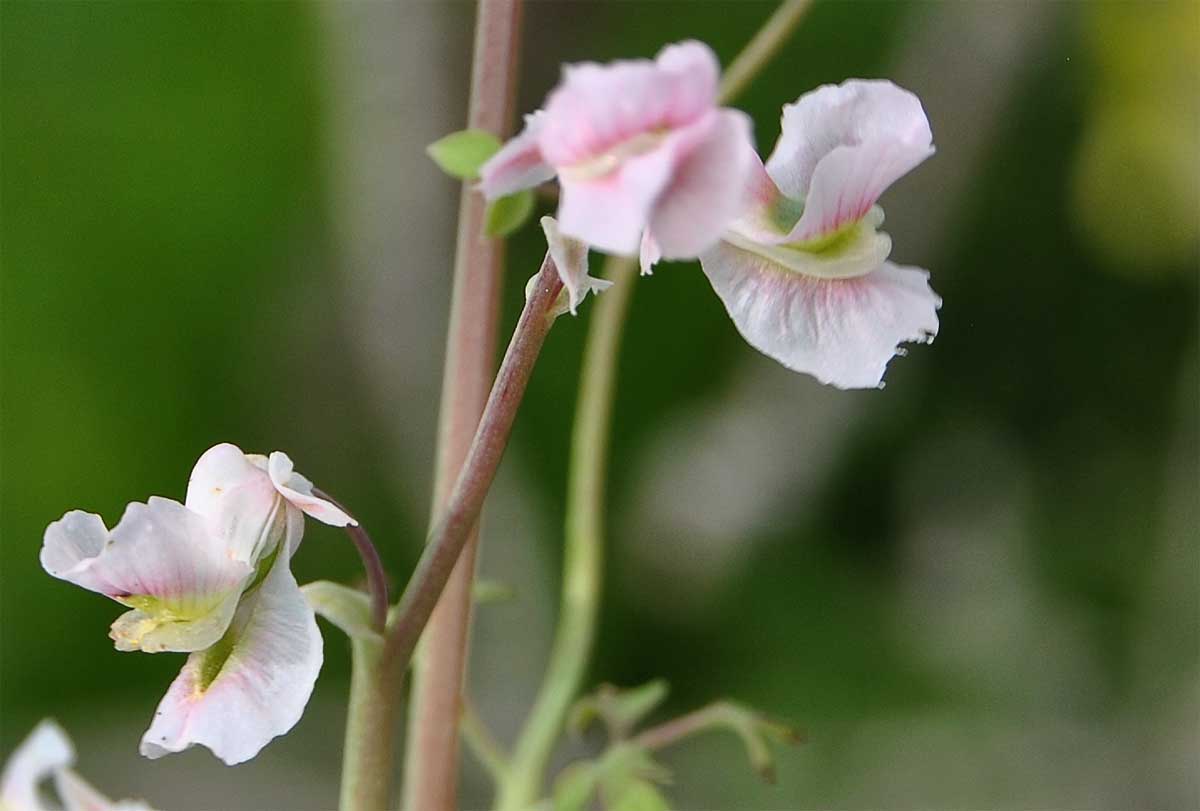 Изображение особи Cysticapnos vesicaria.