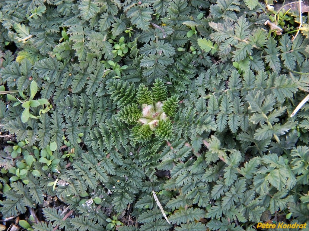 Изображение особи Erodium cicutarium.