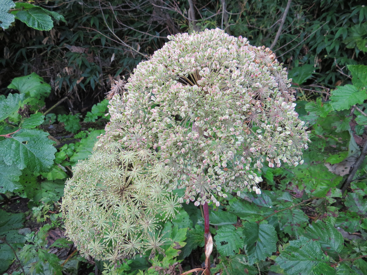 Image of Angelica genuflexa specimen.