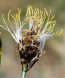 Carex pachystylis