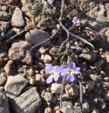 Malcolmia flexuosa