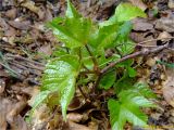 Parthenocissus tricuspidata