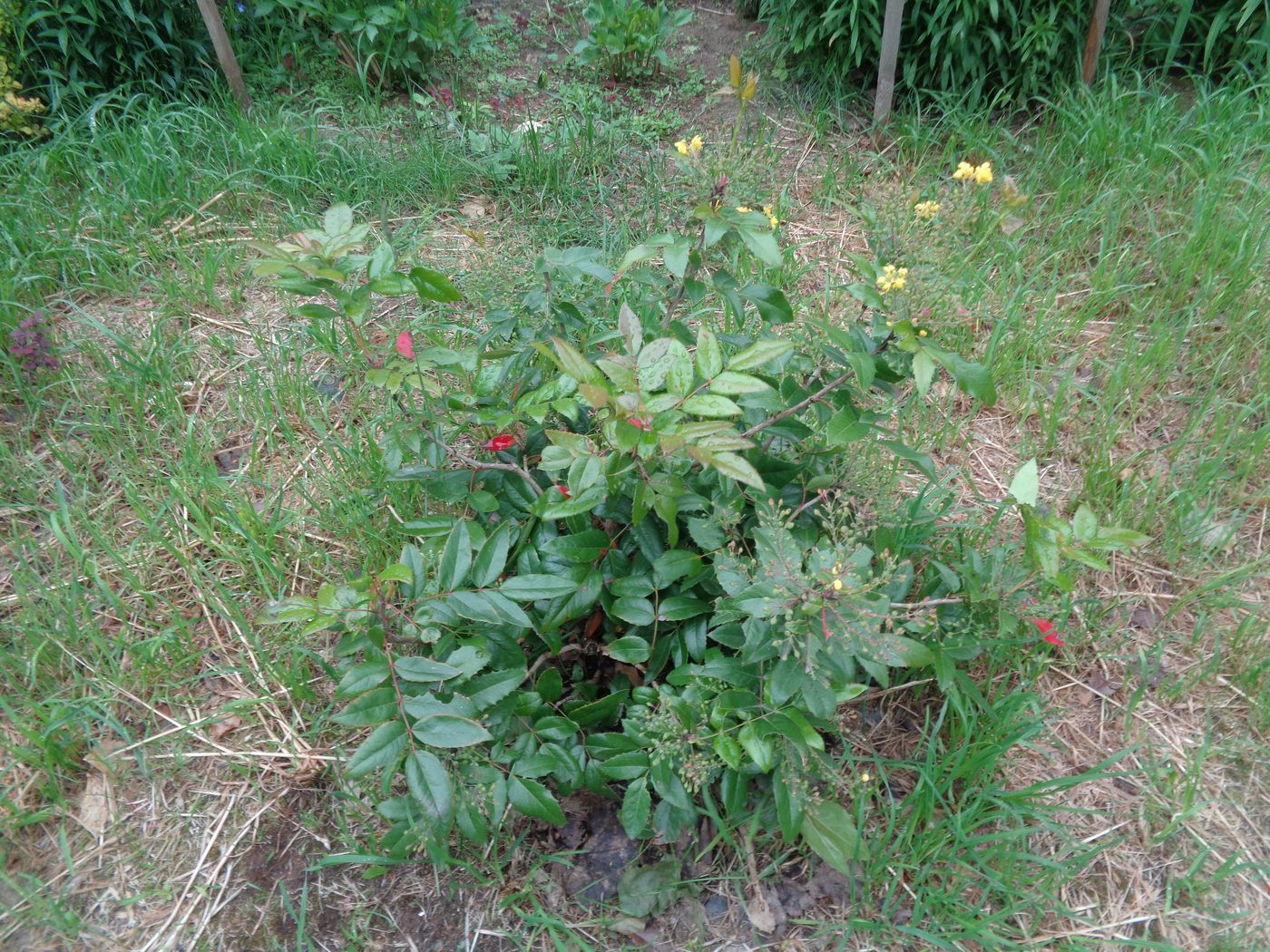 Изображение особи Mahonia aquifolium.