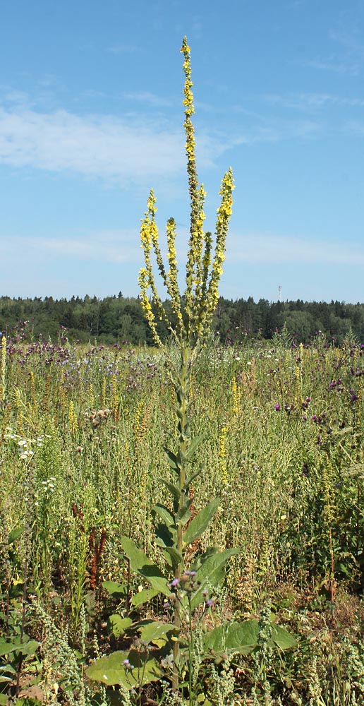 Изображение особи Verbascum &times; semialbum.