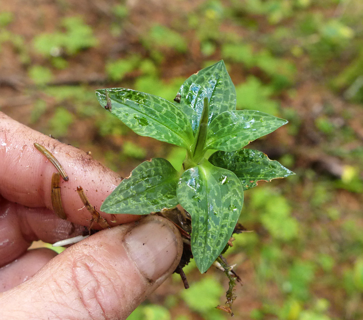 Изображение особи Goodyera repens.