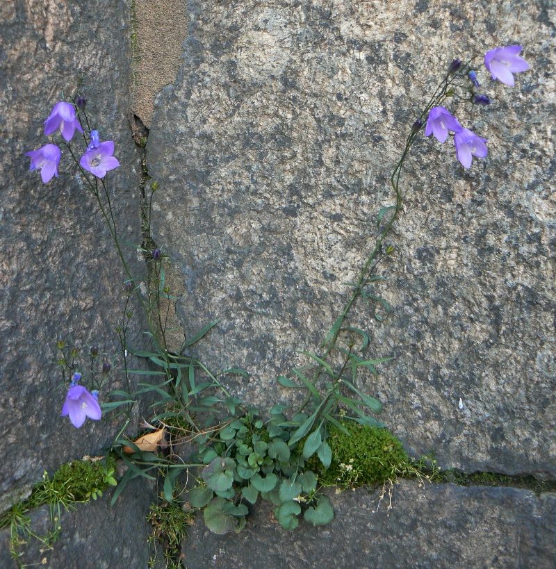 Изображение особи Campanula rotundifolia.