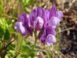 Lathyrus japonicus. Соцветие. Магаданская обл., Ольский р-н, недалеко от трассы Магадан-Ола, заброшенный каменный карьер. 07.07.2015.