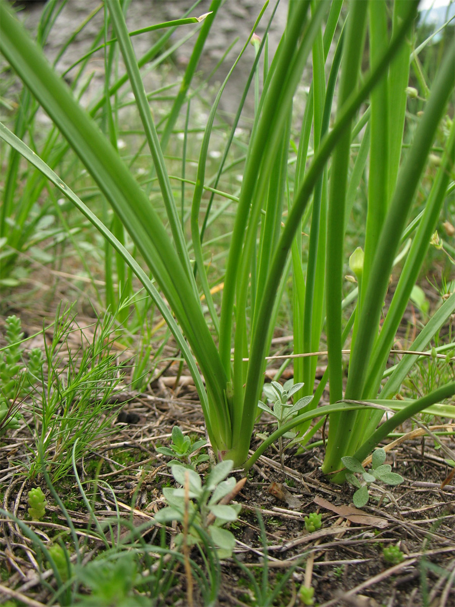 Изображение особи Allium strictum.