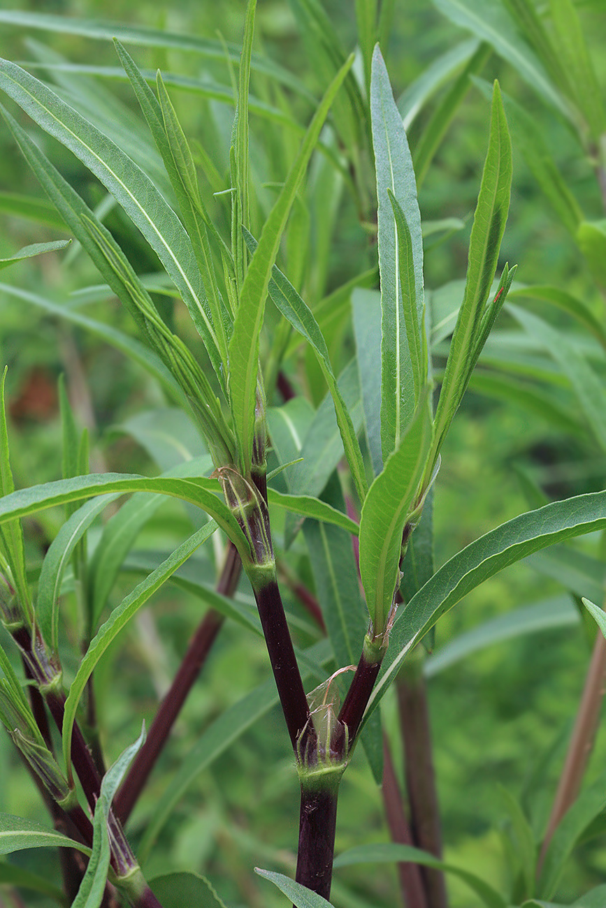 Изображение особи Aconogonon divaricatum.