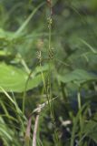 Carex sachalinensis. Верхушки плодоносящих побегов. Сахалинская обл., Томаринский р-н, окр. г. Томари, средняя часть склона сопки, смешанный лес, русло временного водотока. 31.07.2017.