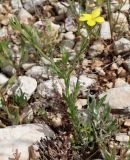 Linum nodiflorum. Цветущее растение. Израиль, северо-восточные окр. большого Тель-Авива, около археологического памятника Мигдаль Цедек, каменистая гарига. 05.03.2018.