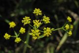 Bupleurum falcatum