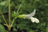 Stachys annua. Часть соцветия. Украина, Львовская обл., Золочевский р-н, нарушенное местообитание у обочины грунтовой дороги на луговом склоне. 11 августа 2010 г.