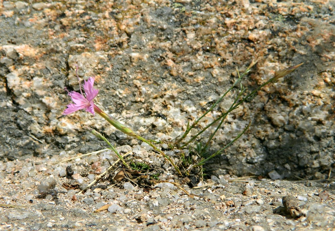 Изображение особи Dianthus lusitanus.