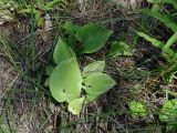 Maianthemum intermedium