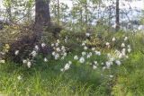 Eriophorum vaginatum. Плодоносящие растения. Мурманская обл., Кандалакшский р-н, северный склон Ивановой горы, небольшая заболоченная терраса, хвойный лес с Picea и Pinus. 21.07.2020.