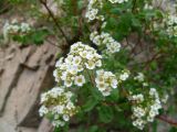 Spiraea baldschuanica