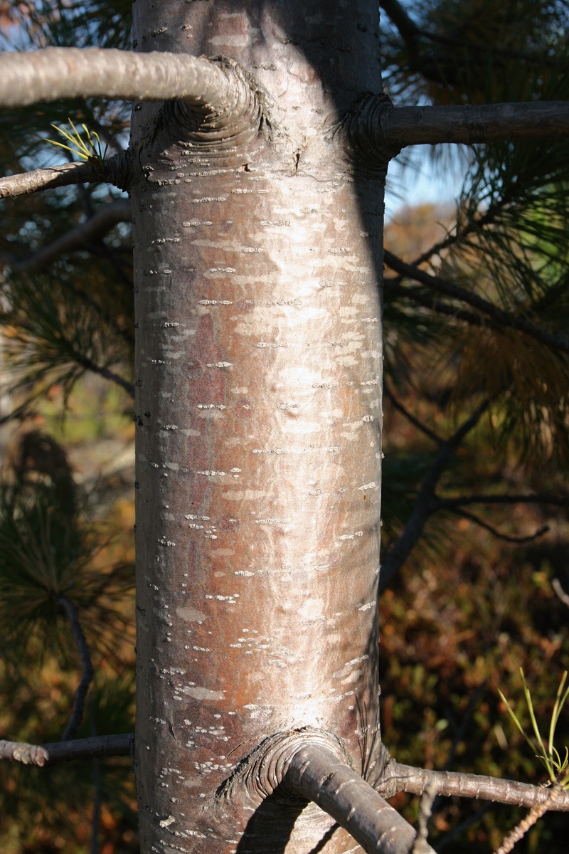 Изображение особи Pinus sibirica.