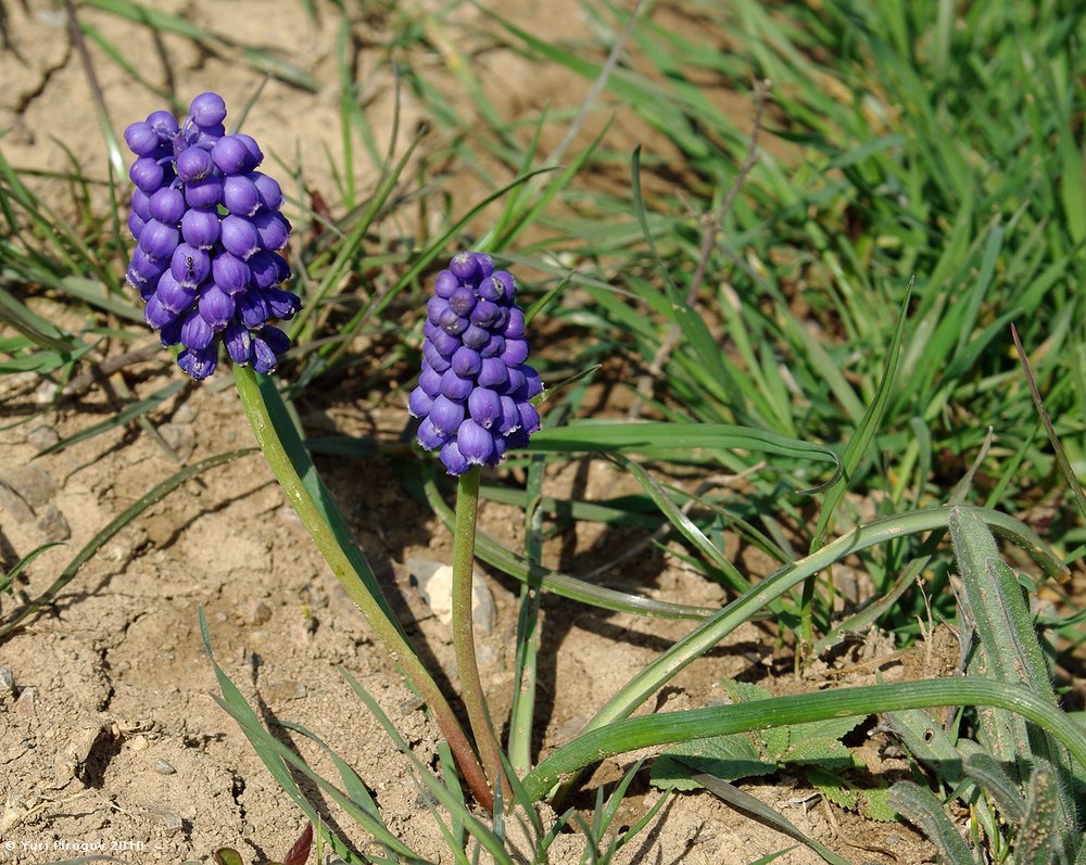 Изображение особи Muscari armeniacum.