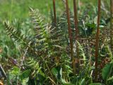 Pedicularis nasuta. Прикорневые листья и основания цветоносов. Магаданская обл., Ольский р-н, руч. Наледный, закустаренный увлажнённый участок. 07.07.2022.