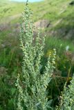 Artemisia absinthium