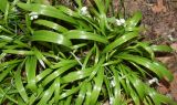 Allium paradoxum