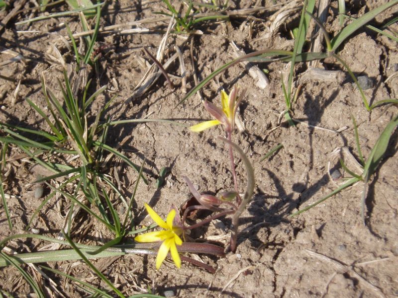 Изображение особи Gagea erubescens.