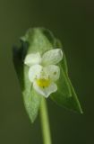 Viola occulta