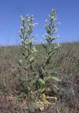 Silene viscosa