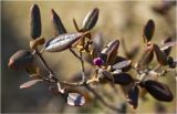 Rhododendron ledebourii. Ветвь с бутоном. Красноярский край, 13 мая 2012 г.