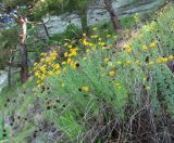 Anthemis tinctoria