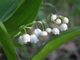 Convallaria majalis. Соцветие и части листьев. Ленинградская обл., Лужский р-н, окр. дер. Кемка, долина р. Луга, сухой разнотравно-злаковый луг на песчаном аллювии. Июнь.