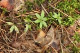 Galium triflorum. Верхушка плодоносящего растения. Республика Татарстан, Волжско-Камский заповедник. 02.08.2013.