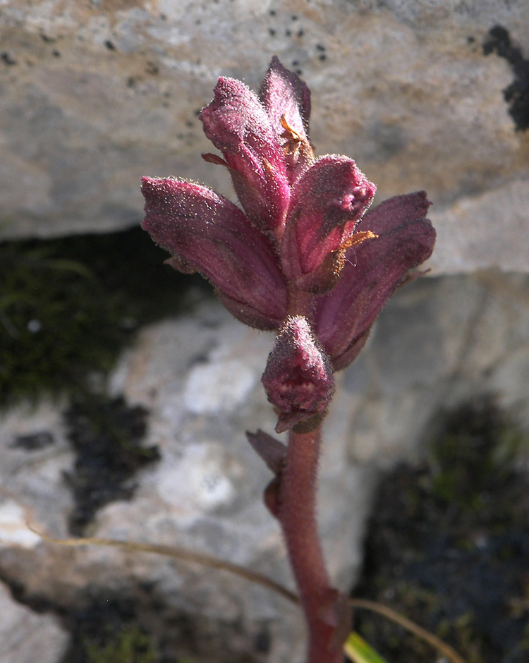 Изображение особи Orobanche campanulae.