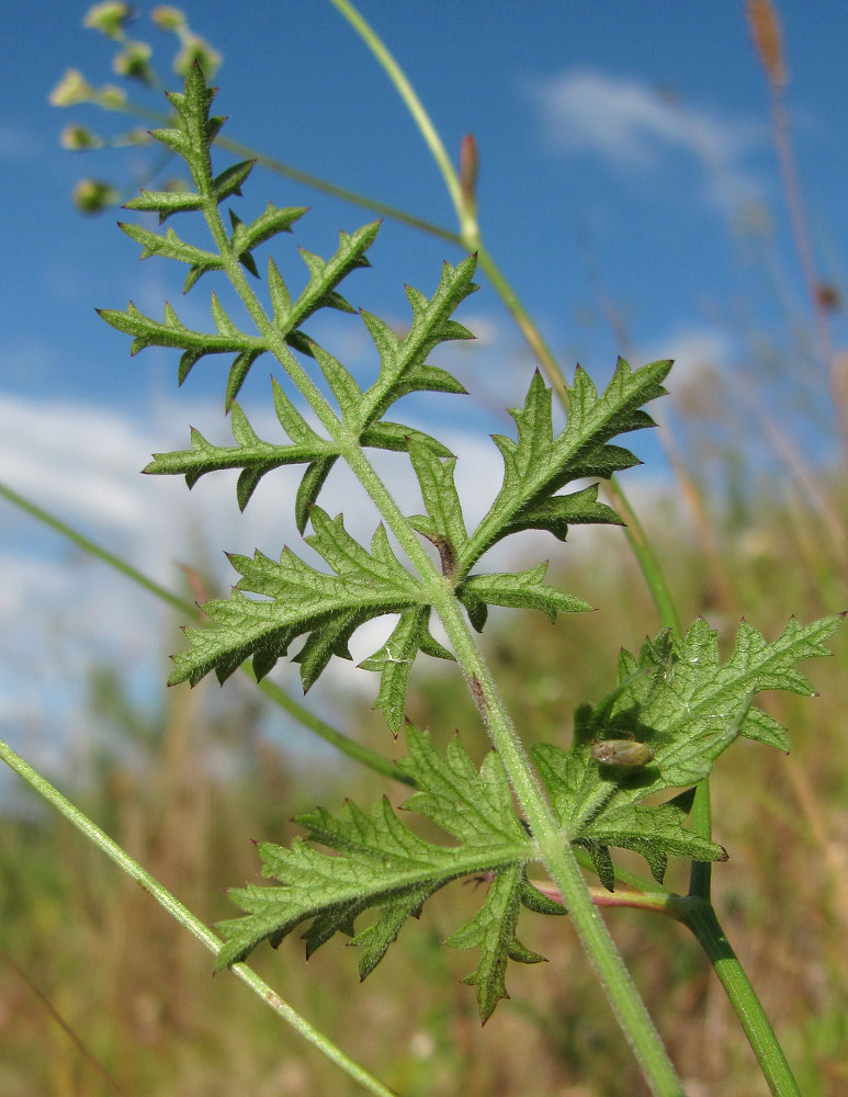 Изображение особи Pimpinella nigra.