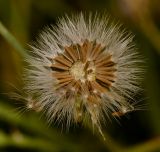 Launaea mucronata