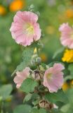 Alcea rosea