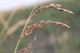 Festuca regeliana. Соплодие. Украина, Днепропетровская обл., Криворожский р-н, с. Широкое, склон балки. 25.06.2014.