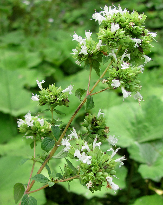 Изображение особи Origanum vulgare ssp. viride.