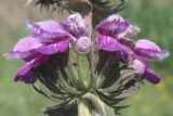 Phlomoides hybrida. Соцветие. Западный Крым, южный берег озера Кызыл-Яр. 10 июня 2015 г.