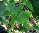 Populus alba. Лист с поражениями. Краснодарский край, Сочи, окр. Хосты, рудеральное место. 30.10.2015.