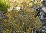 Thymbra capitata. Верхняя часть отцветающего растения. Испания, Андалусия, р-н (комарка) Коста-дель-Соль-Оксиденталь, окр. г. Касарес, горный склон. Август 2015 г.