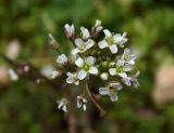 Capsella bursa-pastoris