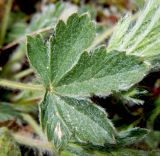 Potentilla taurica