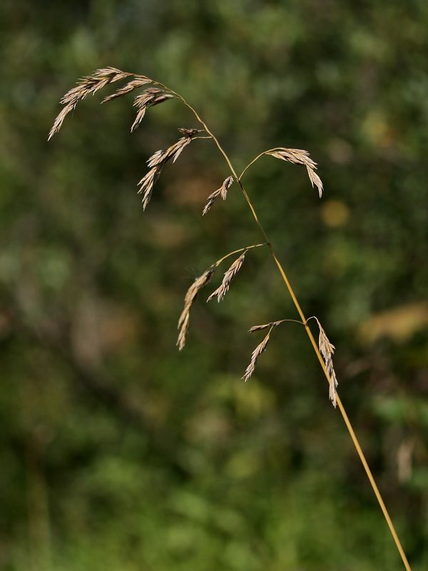 Изображение особи Festuca arundinacea.