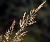 Calamagrostis epigeios