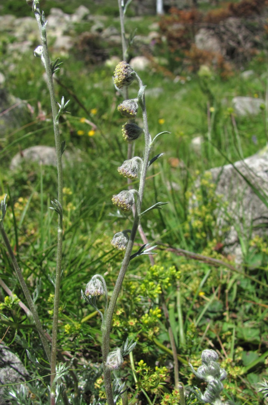 Изображение особи Artemisia splendens.