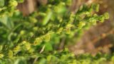 Veronica officinalis